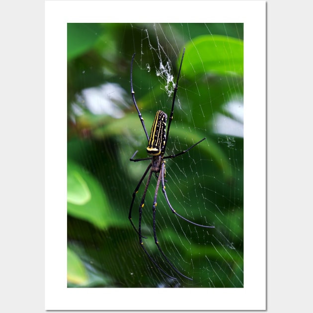 Orb Weaver Wall Art by likbatonboot